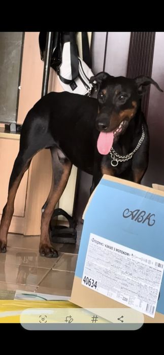 Доберман крупний