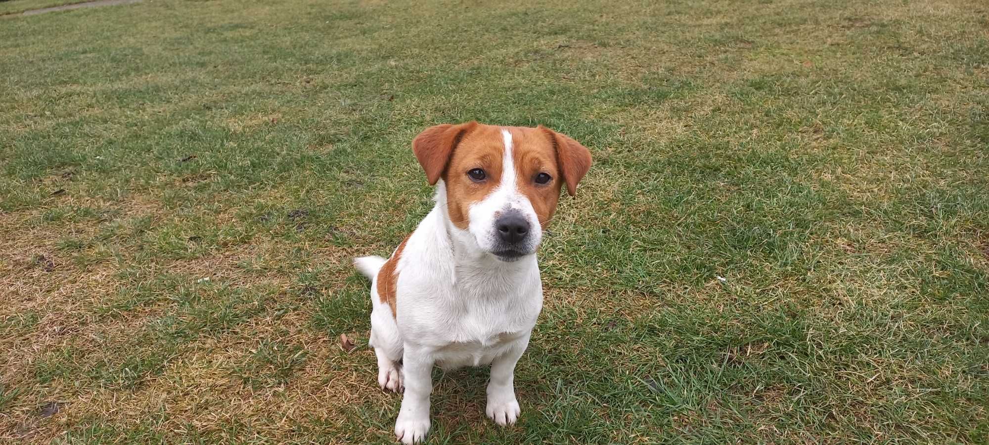 Jack Russell Terrier FCI / ZKwP zapowiedź miotu sierpień (szczeniak)