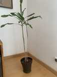 Plantas com vaso para casa ou quintal