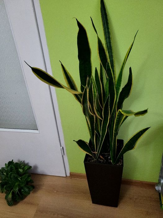 Piękny duży kwiat Sanseveria wraz z dużą  donica