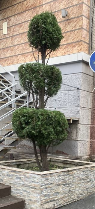 Стригу туї, обрізаю, висаджую квіти, кущі.