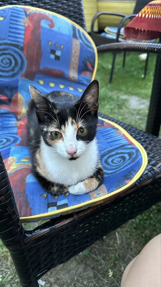 Cudne kocięta do adopcji koty do adopcji