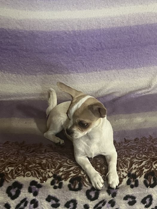 Продам девочку чихуахуа 4,5 месяца