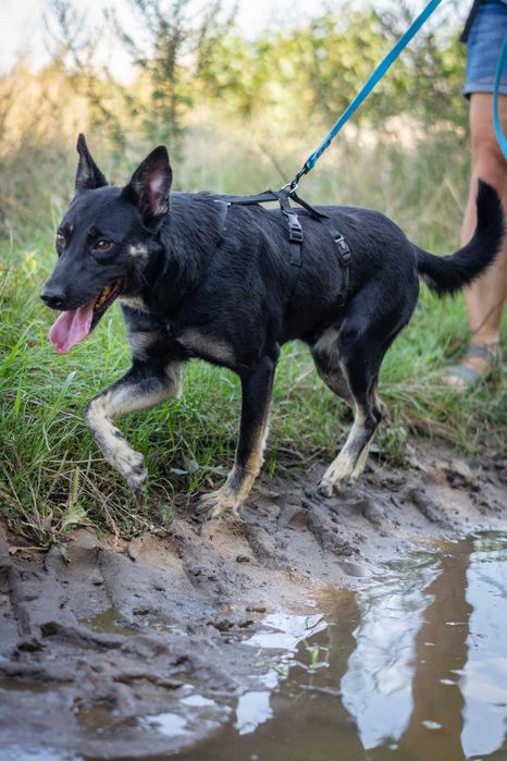 Przyjazny młody Miłek szuka domku