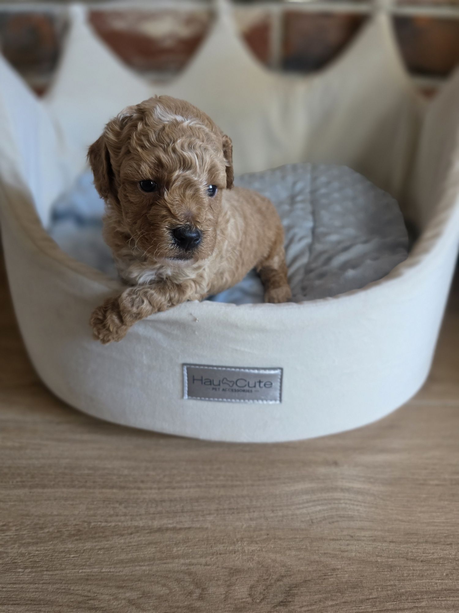 Maltipoo do   rezerwacji!!