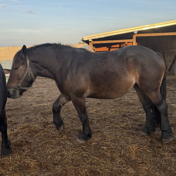 Klacz zimnokrwista w typie sztumskim, sztum