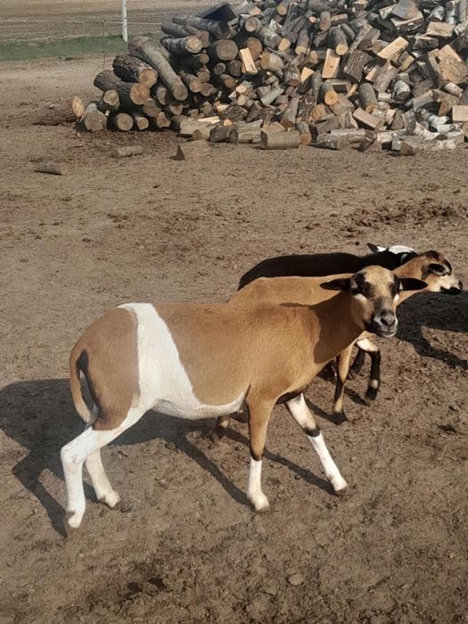 Sprzedam - młode owce