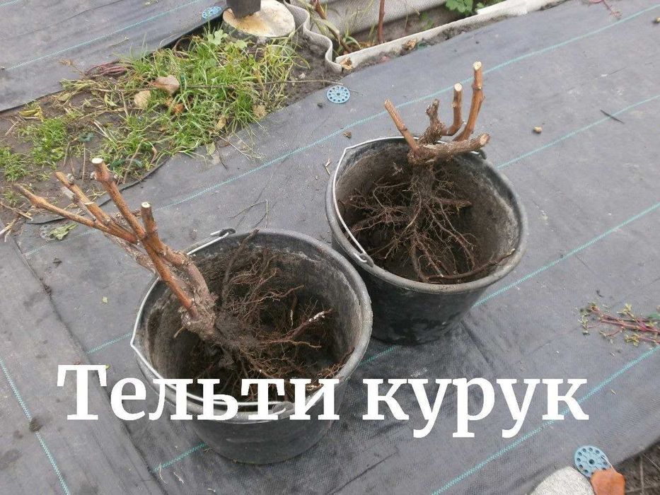 Черенки и саженцы винограда