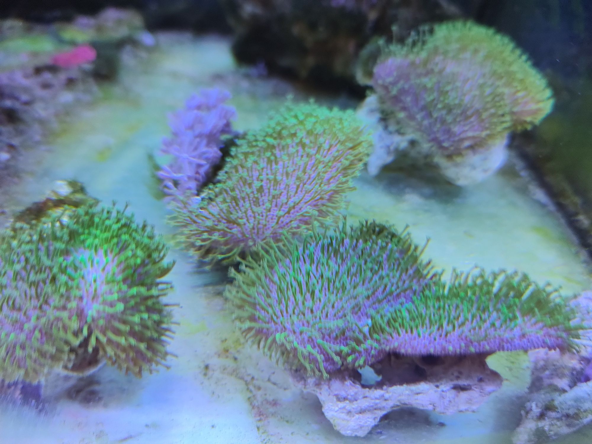 Корали, морський акваріум, кораллы для морского аквариума
