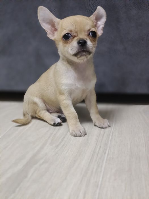 Рижуля красуня дівчуля