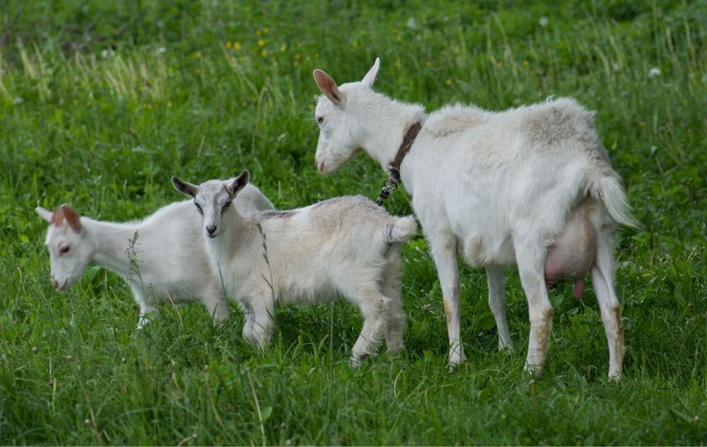 Продам козу дійну