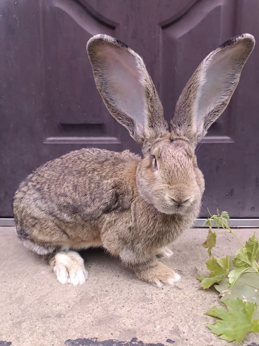 Продам  кроликів велетнів.