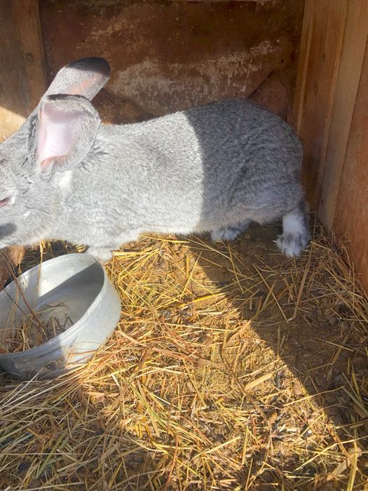 Продам кролі породи Європейська шиншила