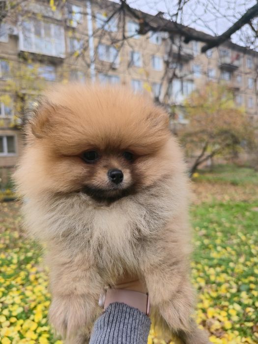 Продається Шпіц.Хлопчик