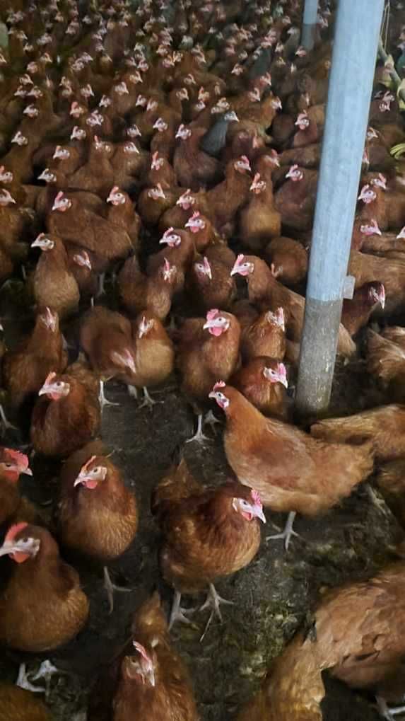 Kury nioski Leghorn Messa Lohmann Tetra Rossa i inne zapraszam !!
