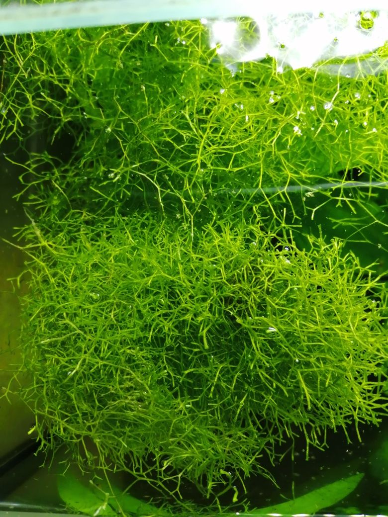 Planta de aquário Red Root Floaters/Riccia/Musgo Pelia/Salvinia Natans
