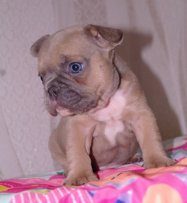 Шикарный мальчишка