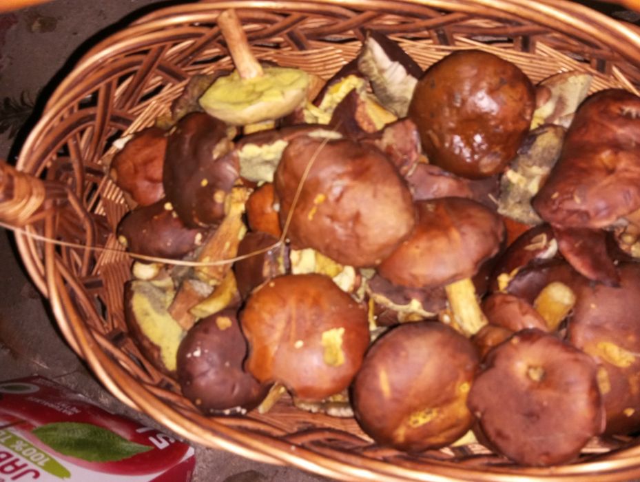 Grzyby świeże suszone prawdziwki kozak koźlarz maślak podgrzybek