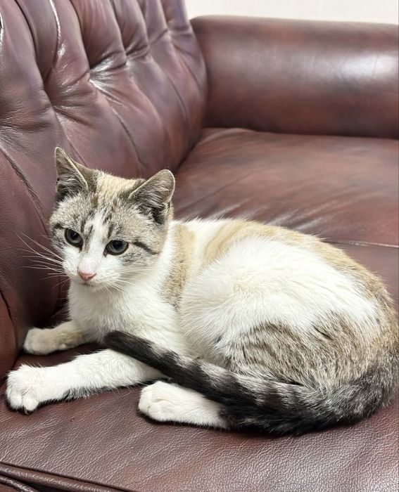 Шиаарний котик камтрований 4 міс