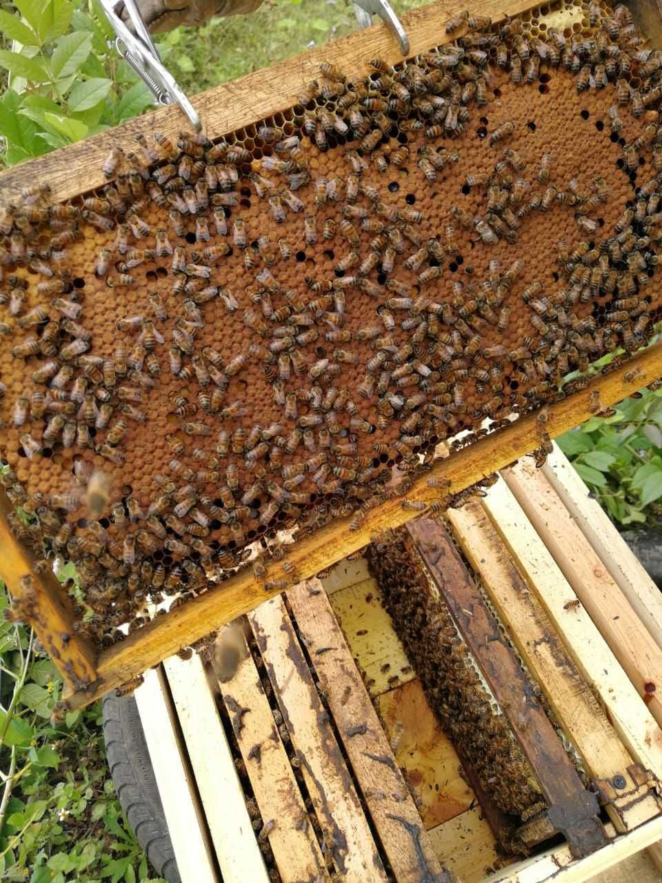 Пчелопакеты, бджолопакет, бджолосім'ї, бджоли на продаж.
