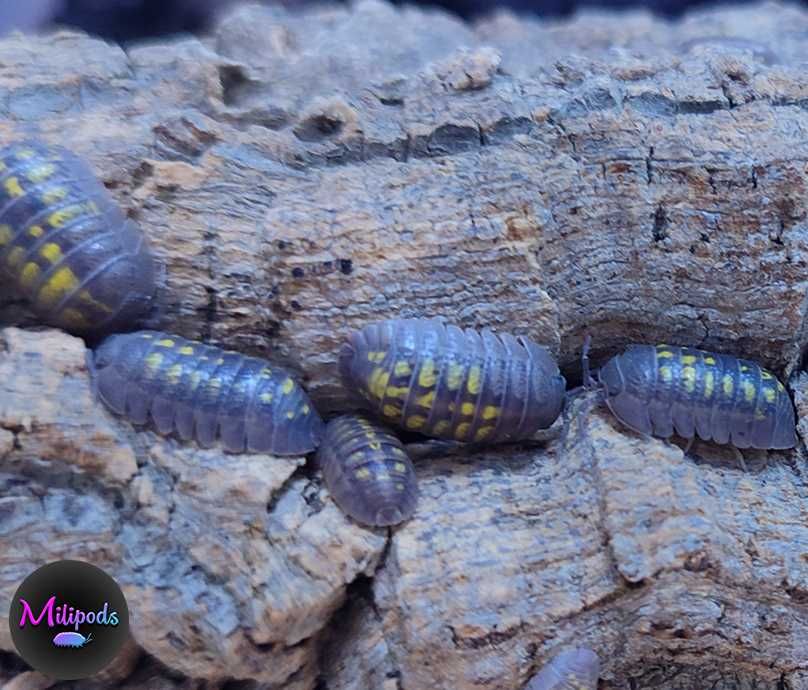 Isopods (Bicho-da-conta)