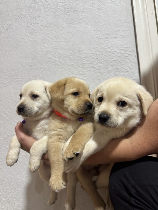 Чистокровний лабрадор цуценята