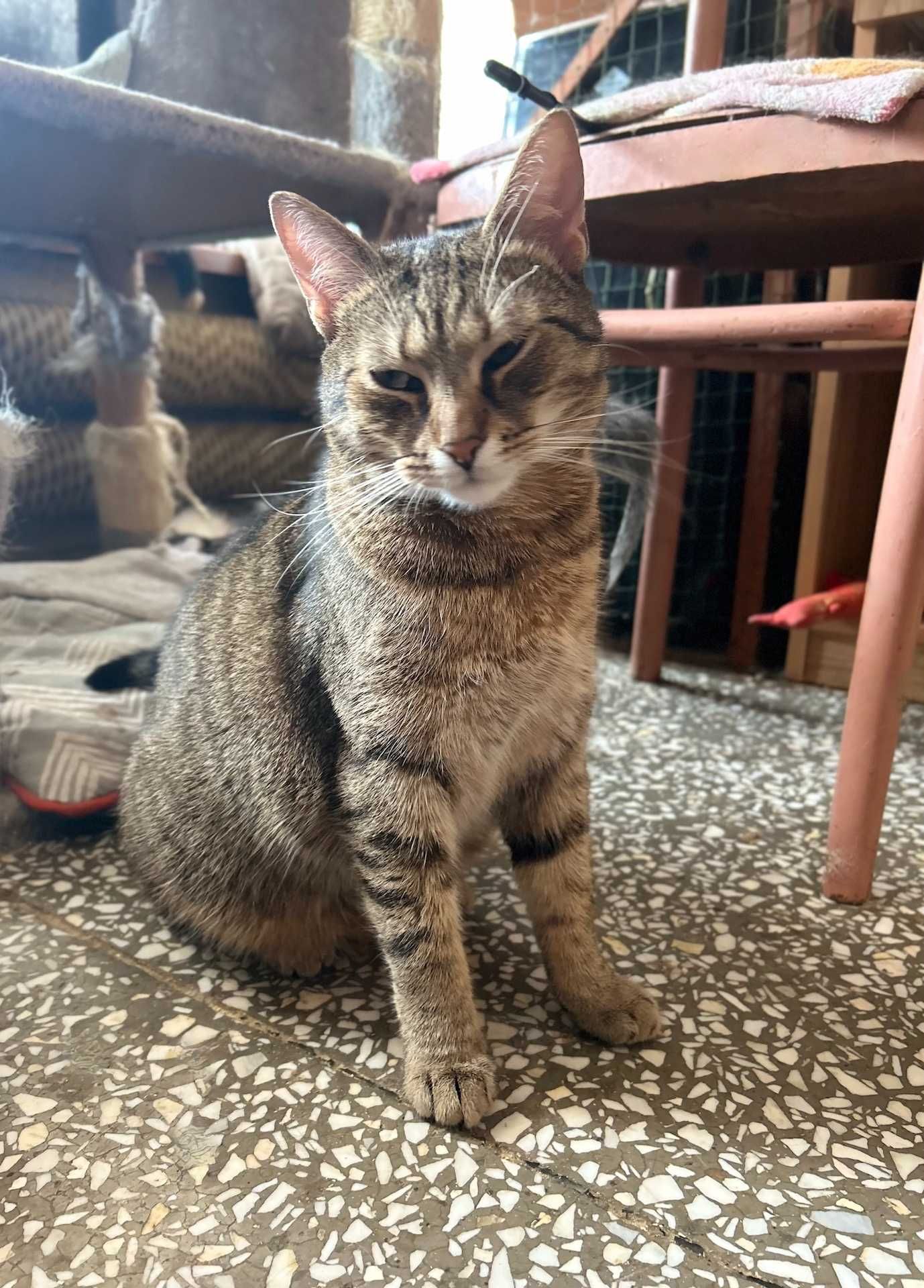 kot BARI poleca sie do adopcji