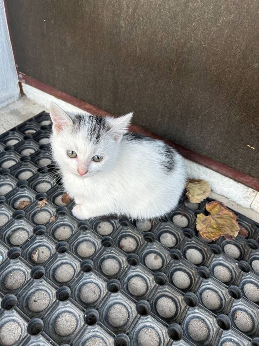 Віддам кошенят в добрі руки