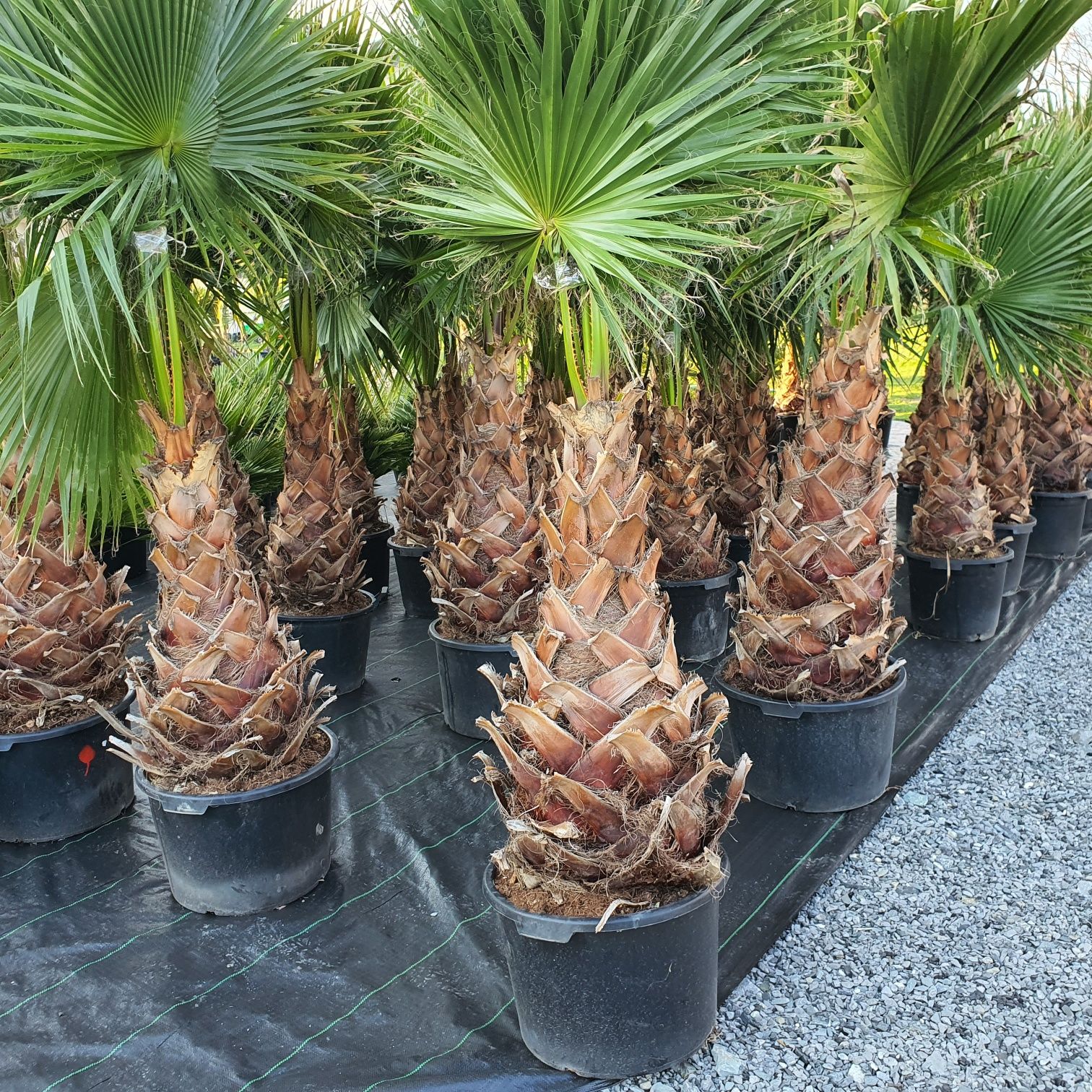 Washingtonia Robusta palma mrozoodporna -5° ogród  basen  taras palmy