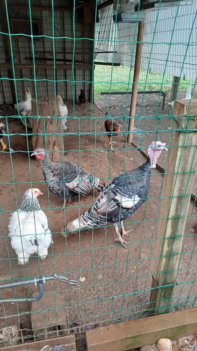 Galinhas brahmas perus e outrad