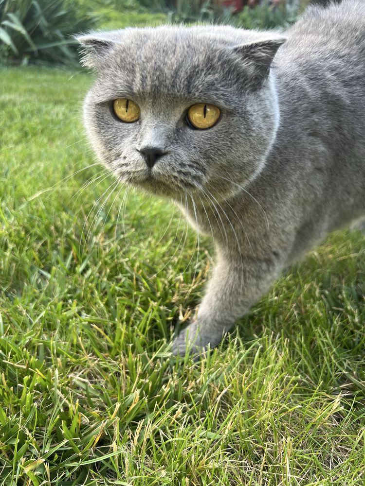 Котята Британців