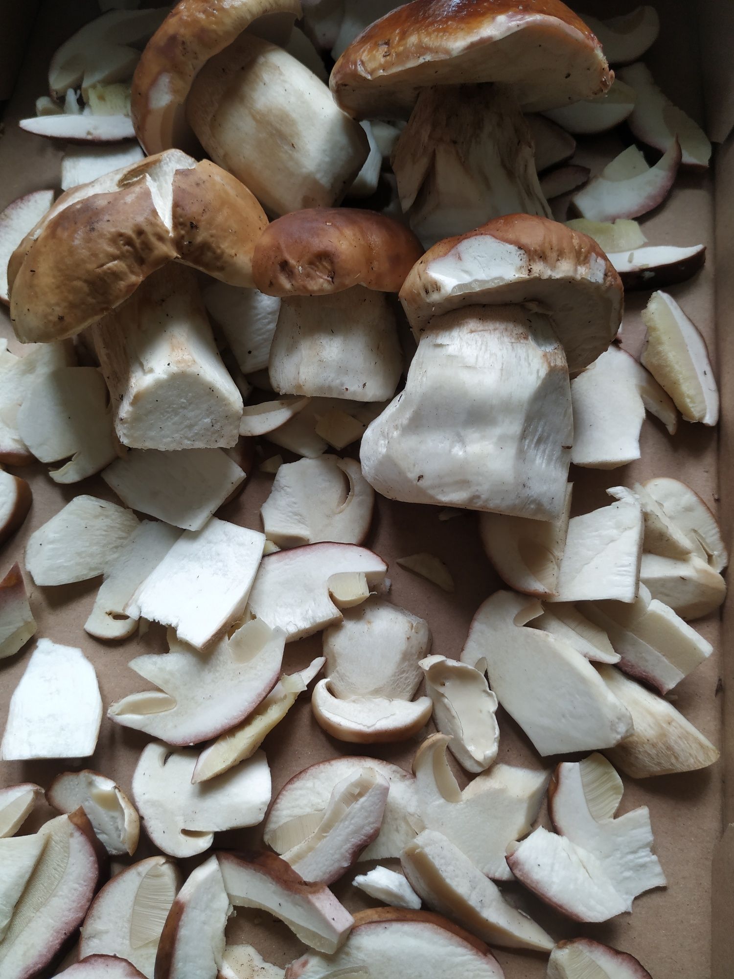Suszony borowik szlachetny 100g