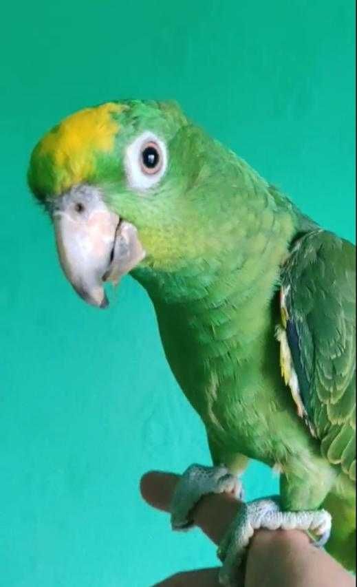 Амазон попугай говорящий  ручной желтоголовый Суринамский