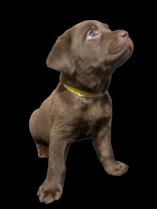 Labrador szczeniak suka czekoladowa 2