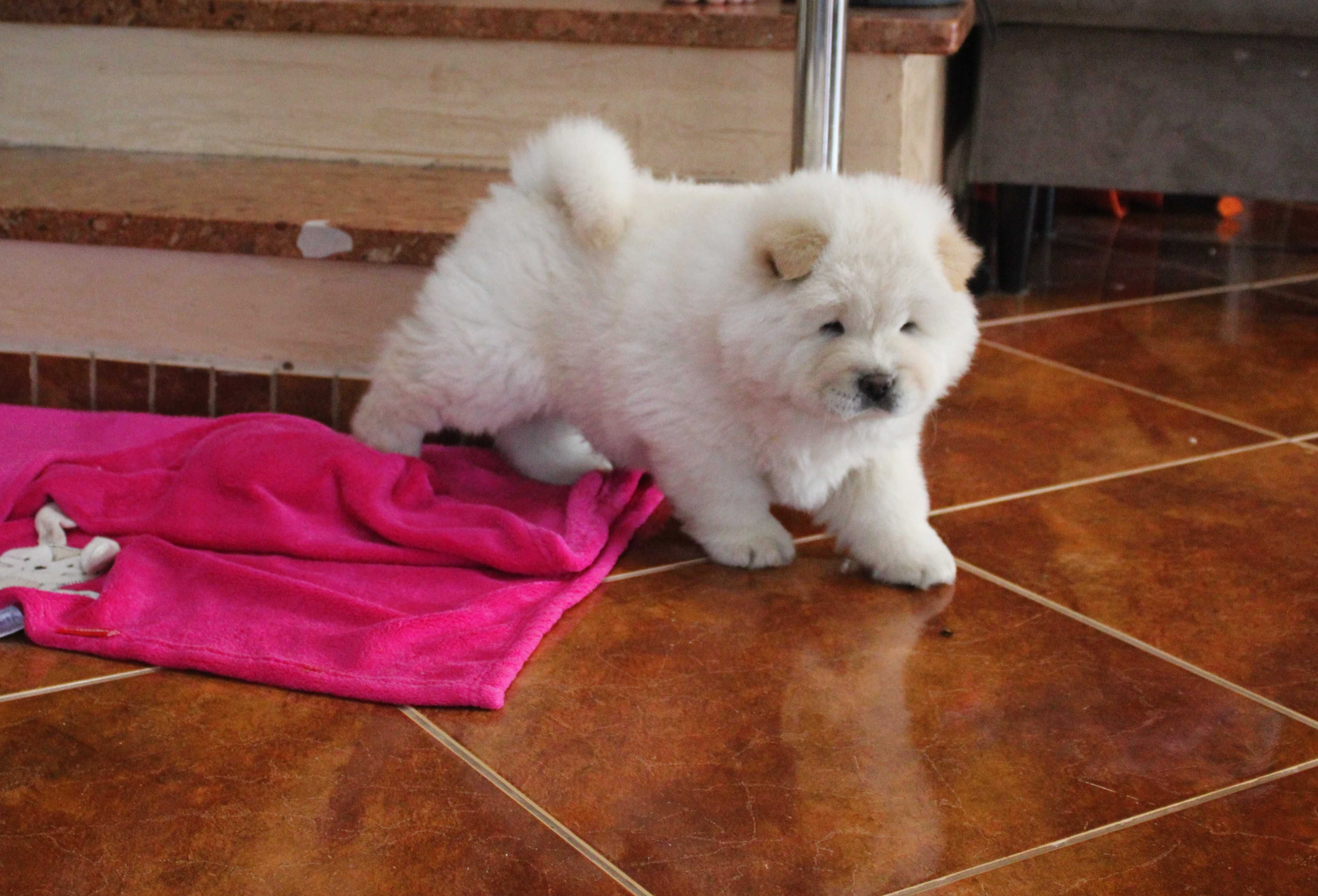 Piesek chow chow