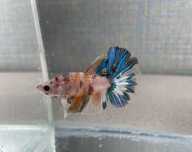 Рыбка петушок. Betta splendens. Рибка півник