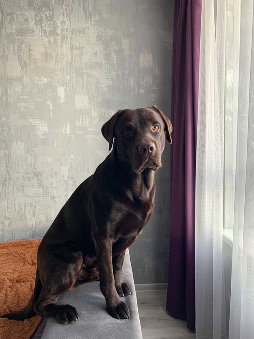 Шоколадный лабрадор, племенной кобель,вязка,развязан,КСУ