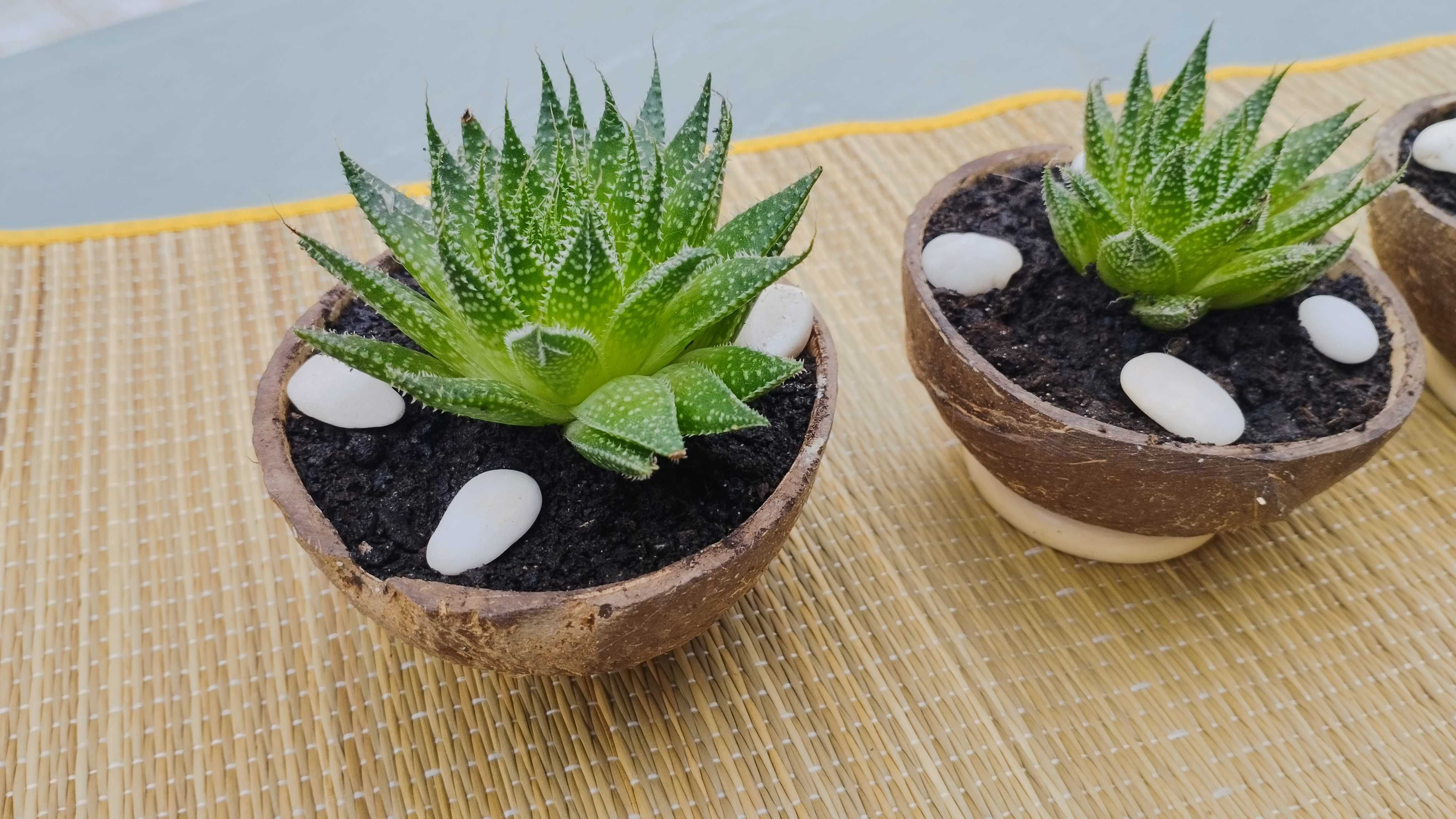 Cacto • Suculenta - Aloe-Aristata