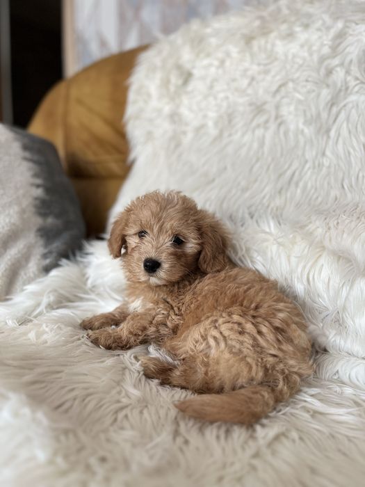 Maltipoo - piesek