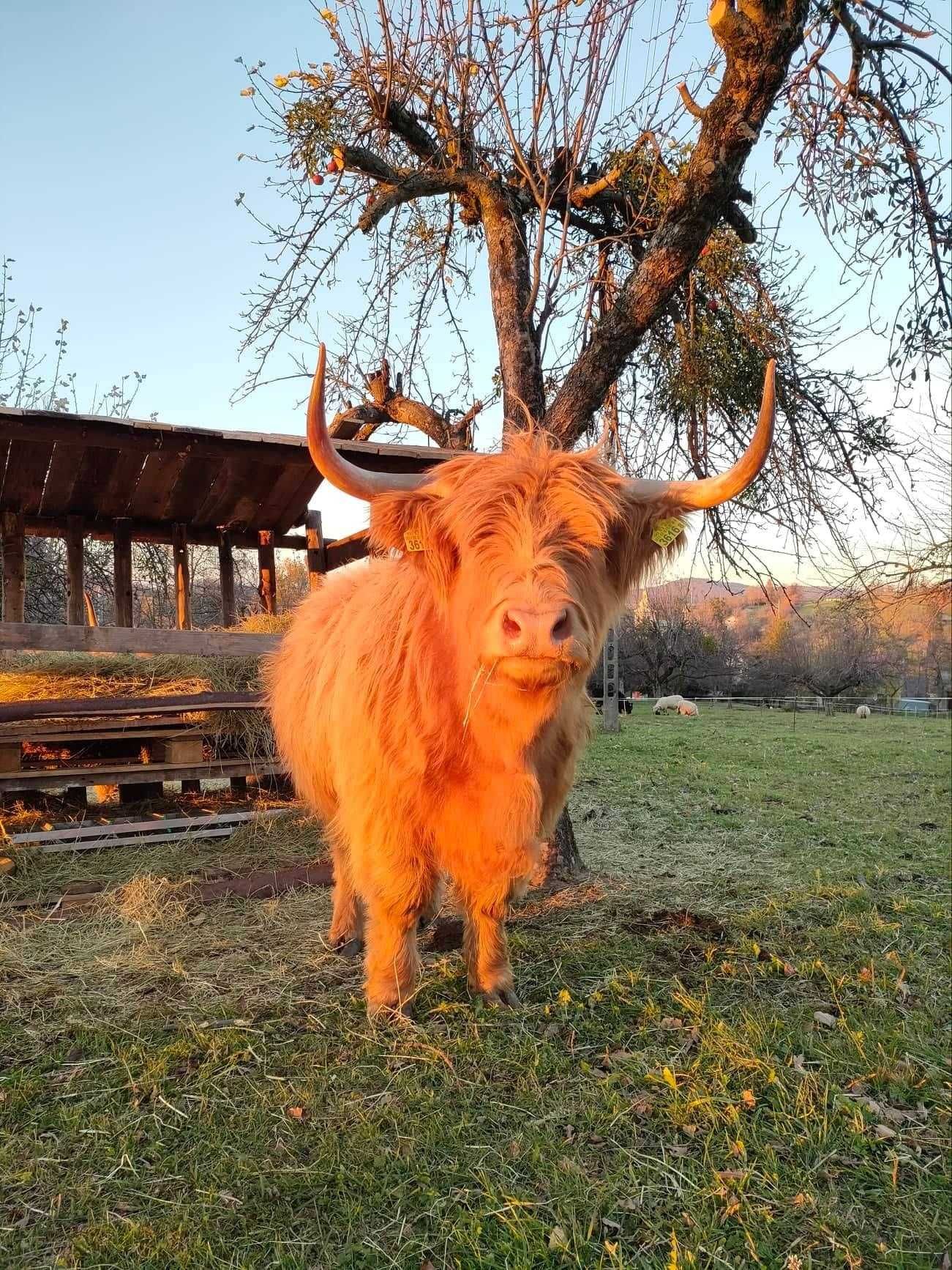 Highland cattle, 2 krowy, agroturystyka, wymiana