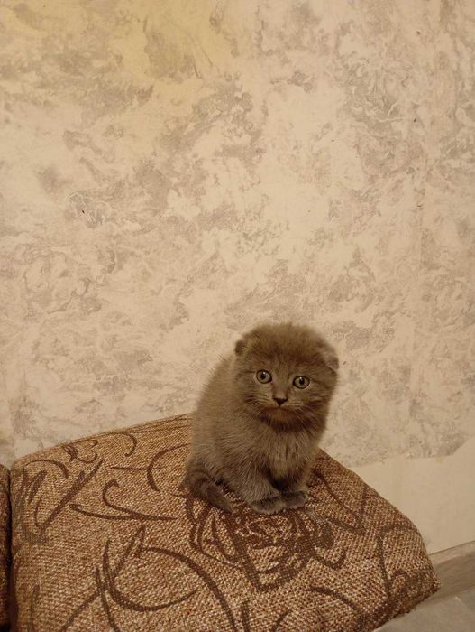 КОТЕНЯ висловухий британець