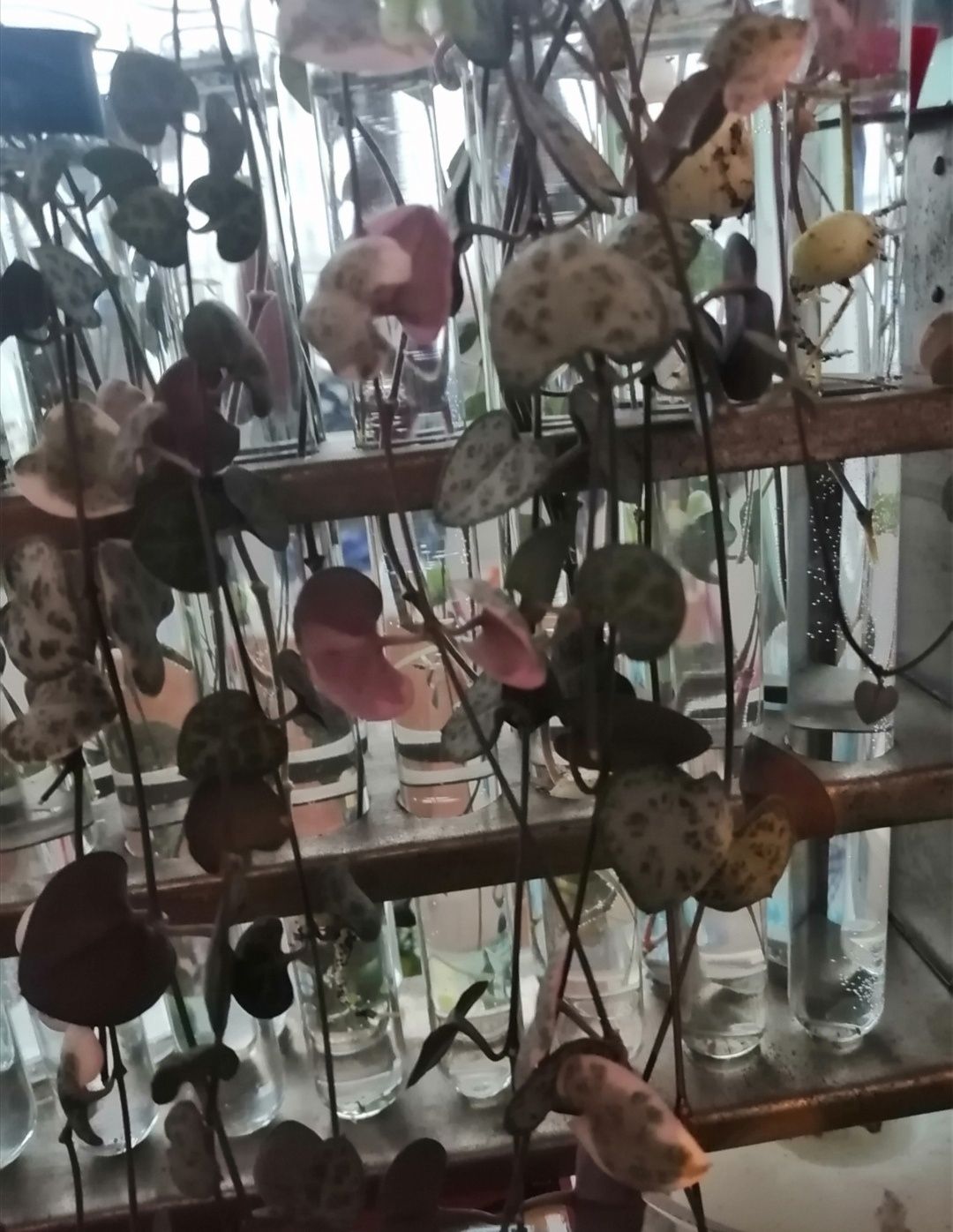 Piękny metalowy statyw ze szklanymi probówkami do kwiatów. Okazja