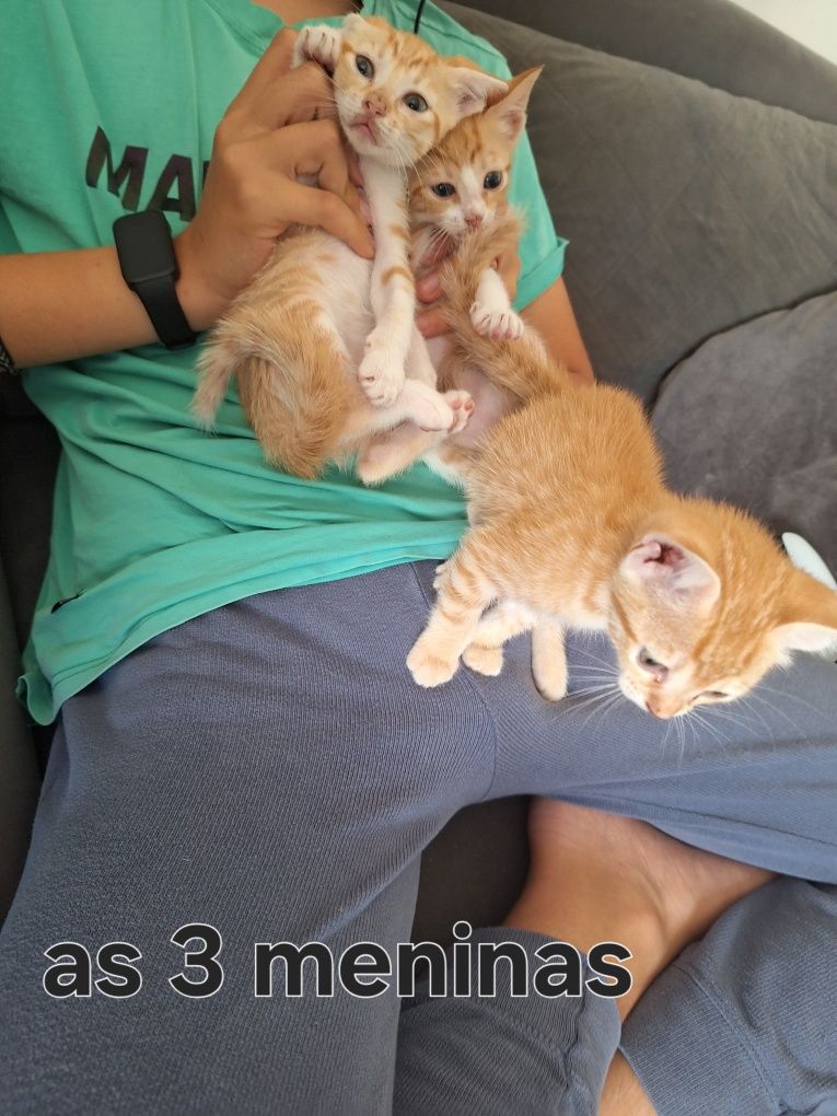 Gatinhos bebés adopção responsavel