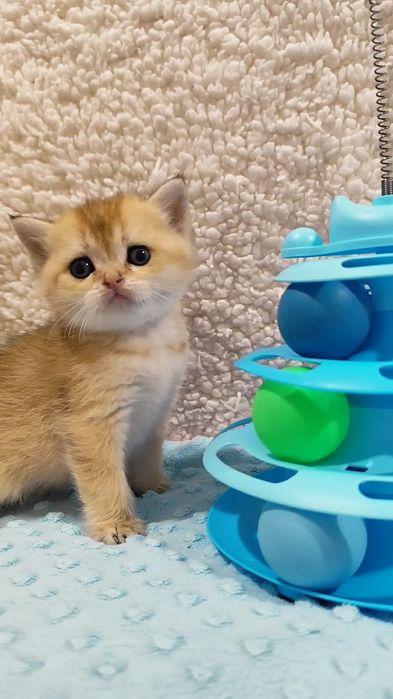 Шотландська золота шиншила прямовухі висловухі котята хлопчик дівчинка