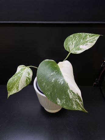 Monstera variegata dół rośliny