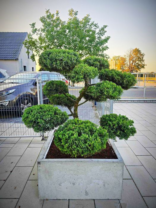 Donice betonowe 100x100x50