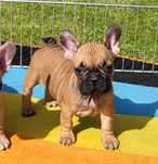 Buldog francuski