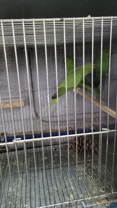 Canários e ring neck