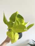 Conjunto duas plantas
