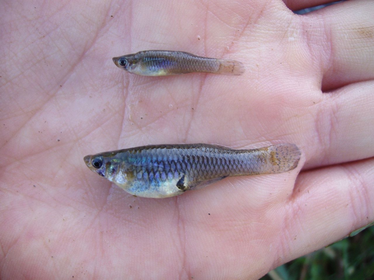 Peixe mosquito / Gambusia Affinis - Faço envios
